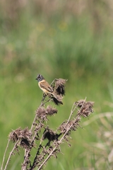 Polystictus pectoralis