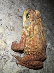 Rhinella rubescens