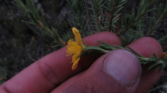 Hypericum lancioides