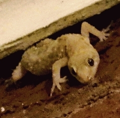 Hemidactylus turcicus