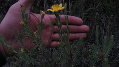 Hypericum lancioides