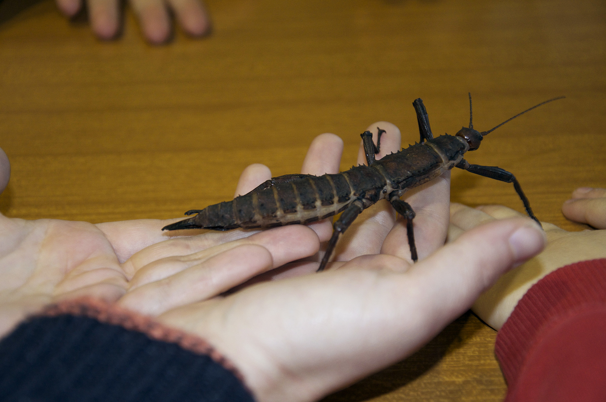 New Guinea Spiny Stick Insect (Eurycantha calcarata) · iNaturalist