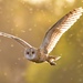 American Barn Owl - Photo (c) justclick, some rights reserved (CC BY-NC)