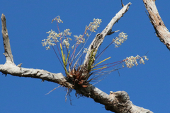 Dendrobium canaliculatum
