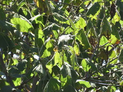 Heliocarpus terebinthinaceus