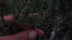 Hypericum lancioides