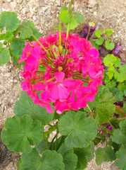 Pelargonium × hybridum