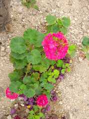 Pelargonium × hybridum