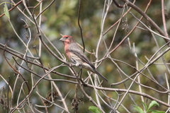 Haemorhous mexicanus