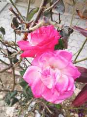 Rosa