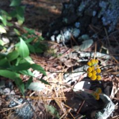 Alloispermum scabrum