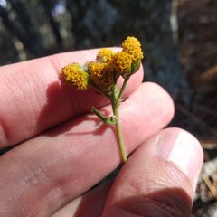 Alloispermum scabrum