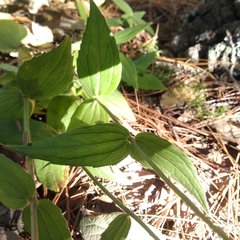 Alloispermum scabrum