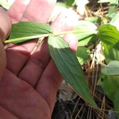Alloispermum scabrum
