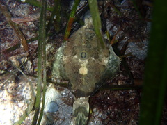 Pleuronichthys coenosus