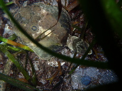 Pleuronichthys coenosus