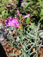 Penstemon sepalulus