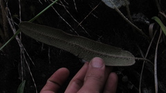 Elaphoglossum engelii