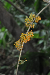 Urera lianoides