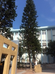 Araucaria heterophylla