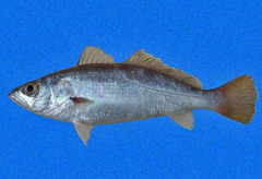 Silver Seatrout photo 4