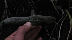 Elaphoglossum engelii