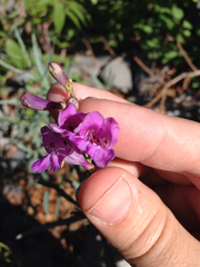 Penstemon sepalulus
