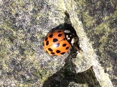 Harmonia axyridis