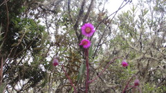 Senecio garcibarrigae
