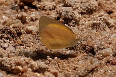 Eurema herla