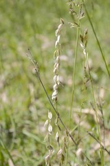 Melica bonariensis