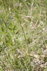 Melica bonariensis