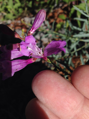 Penstemon sepalulus