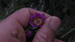 Senecio garcibarrigae