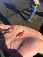 Styela montereyensis