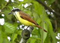 Pitangus sulphuratus