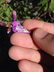 Penstemon sepalulus