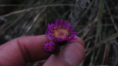 Senecio garcibarrigae