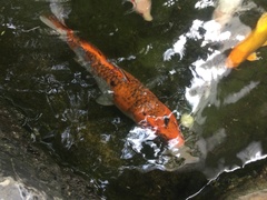 Cyprinus rubrofuscus