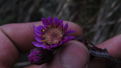 Senecio garcibarrigae