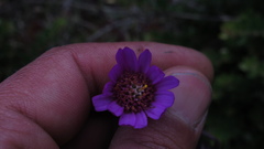 Senecio garcibarrigae