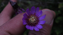 Senecio garcibarrigae