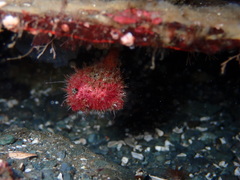 Boltenia villosa