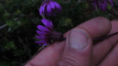 Senecio garcibarrigae