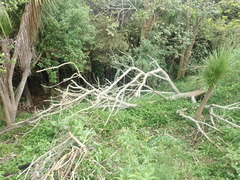 Haloragis erecta erecta