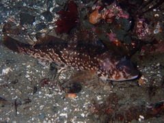 Hexagrammos stelleri