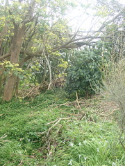 Piper excelsum excelsum