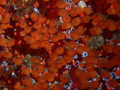 Metandrocarpa taylori