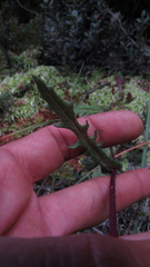Senecio garcibarrigae