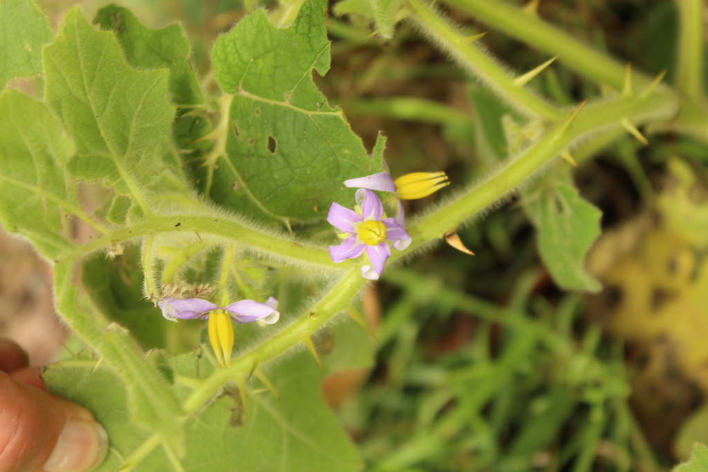 Nipplefruit (Solanum mammosum)